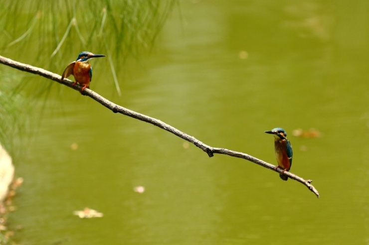 两只在河边捕鱼的小翠鸟图片