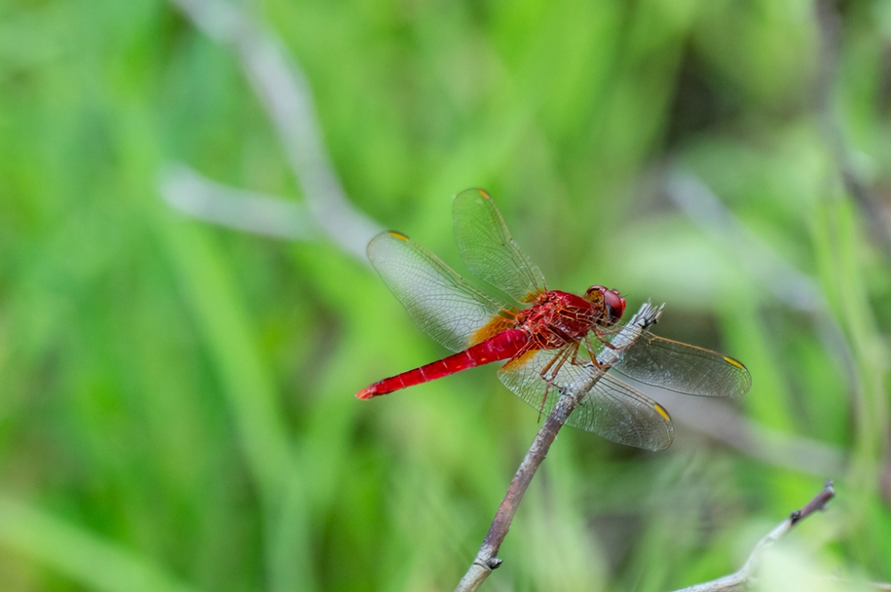 立在花枝上的红色蜻蜓图片