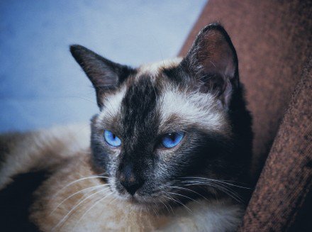 一组帅气的暹罗猫图片