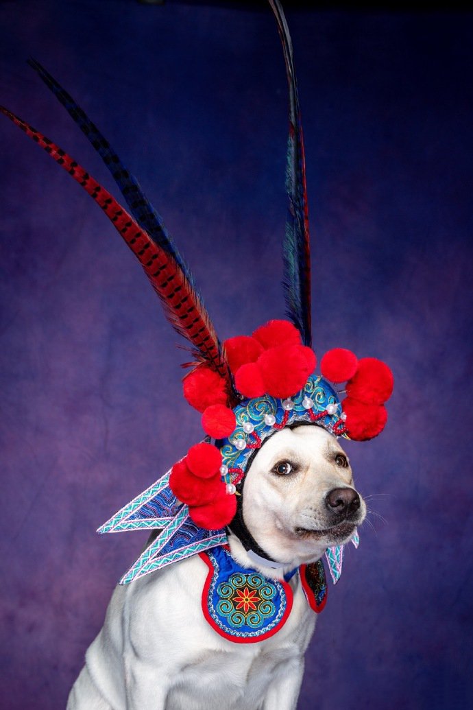 唱戏装扮的拉布拉多狗狗