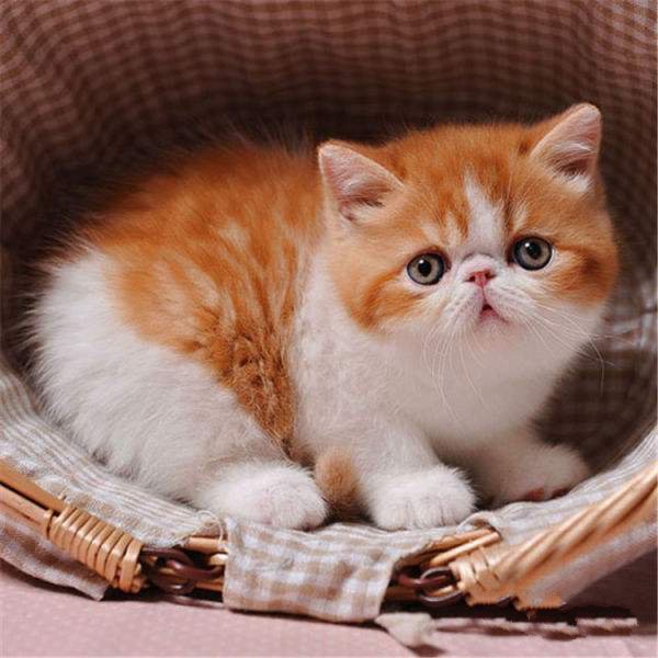 乖巧可爱的加菲猫图片