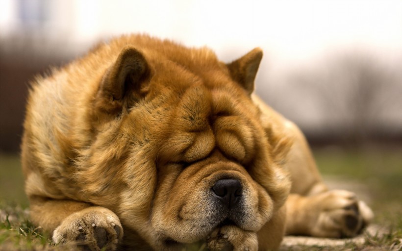 熟睡的狗狗图片