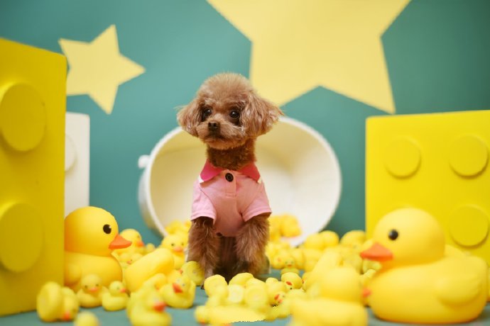 一组超可爱小巧的泰迪狗狗图片
