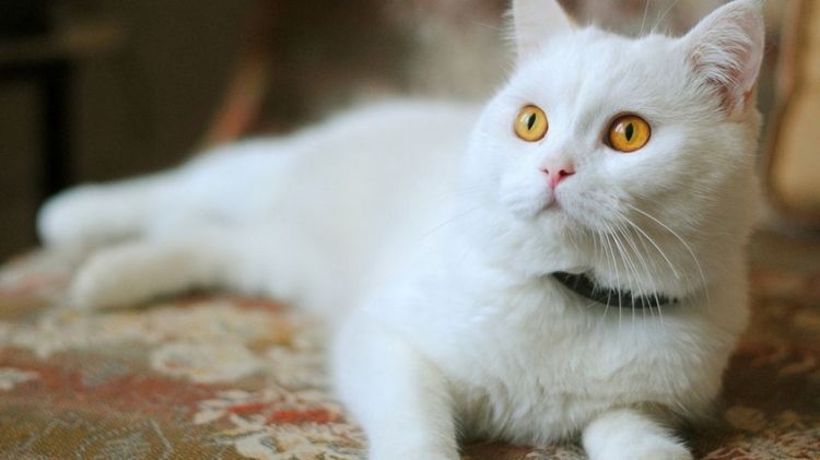可爱萌宠雪白色猫咪图片