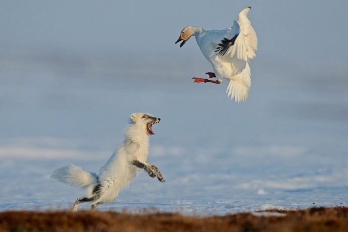 俄罗斯摄影师拍摄的北极狐