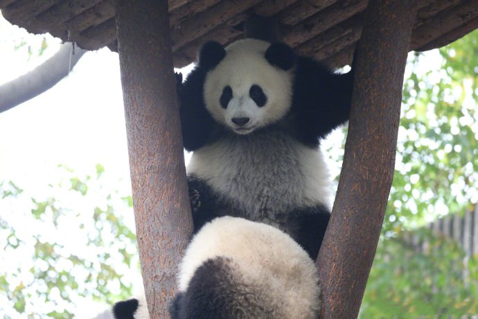 两只可爱的大熊猫上树图片