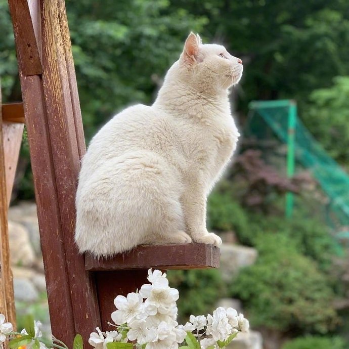 花丛中的小猫咪 悠闲又自在