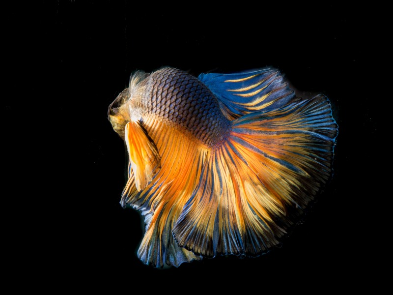 色彩鲜艳的泰国斗鱼图片