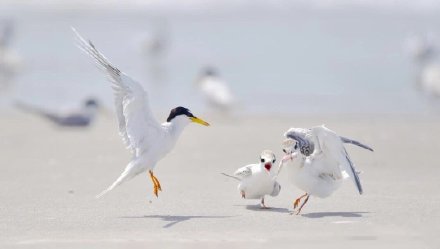 一组海边觅食的海鸥图片