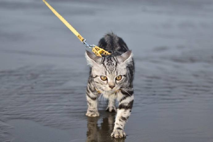 行走在沙滩边上的猫，好霸气的样子