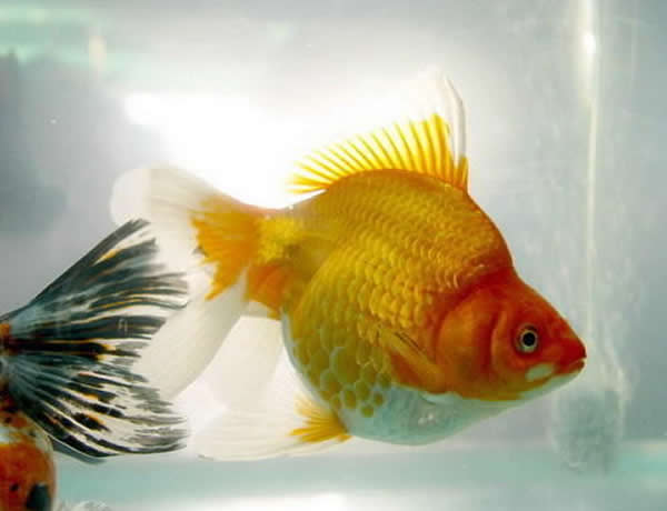 美丽多姿的金鱼