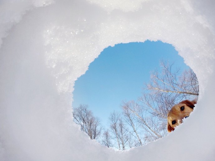 一组雪地里开心的狗狗图片欣赏