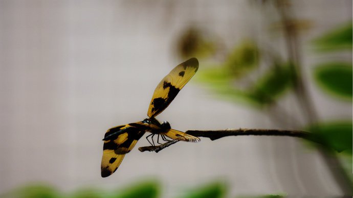 一组黄黑色的蜻蜓图片