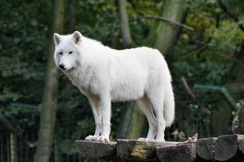 可爱的白色野狼图片欣赏