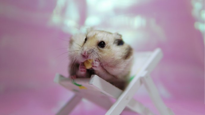 小仓鼠的温馨生活图片