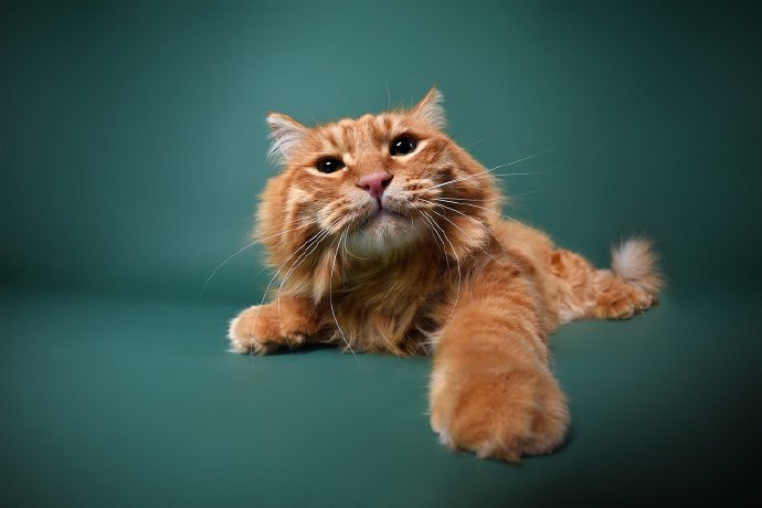 一只胖胖的橘猫图片欣赏