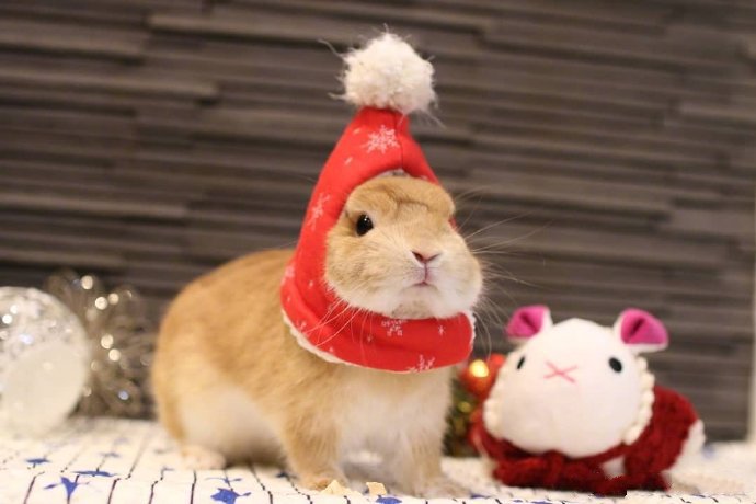 圣诞节了，霓虹国的兔几mitarashi已经换上了美美的圣诞套装 ​​​​