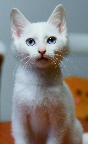 精致漂亮的白色猫咪图片