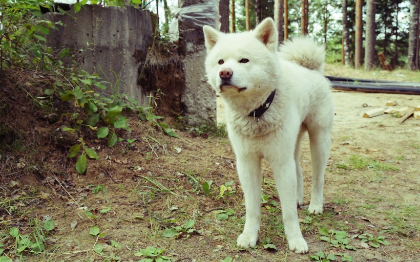 秋田犬图片
