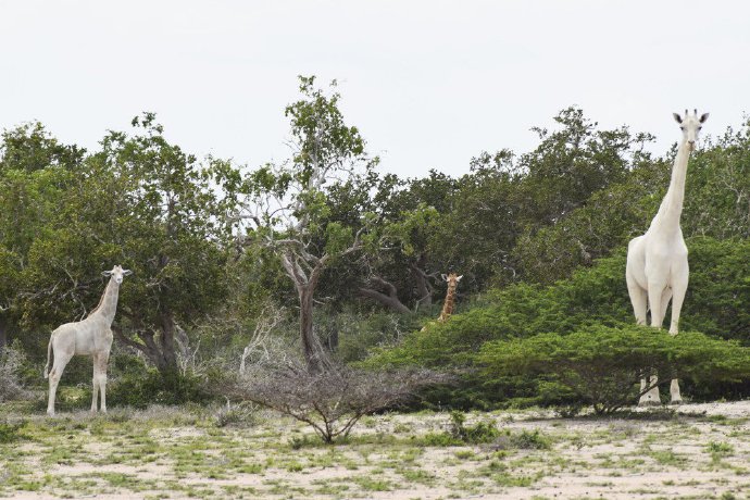 一组稀有的白色长颈鹿图片