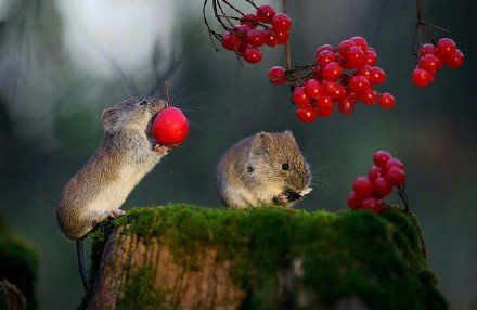 一组吃果果的可爱老鼠图片