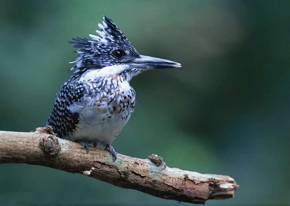 一组常见的啄木鸟图片