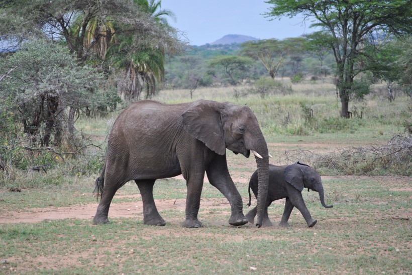 走在一起的大象和小象图片
