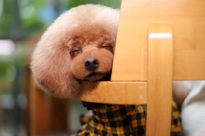 有着圆圆的发型的泰迪狗狗图片