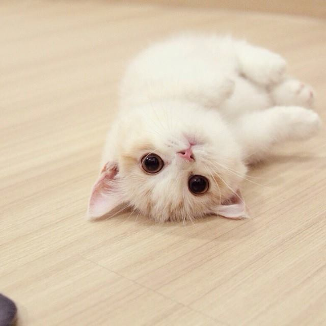 一只超级可爱卖萌的小猫咪图片