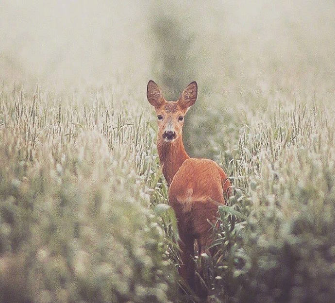 一组眼睛清澈明亮的小鹿