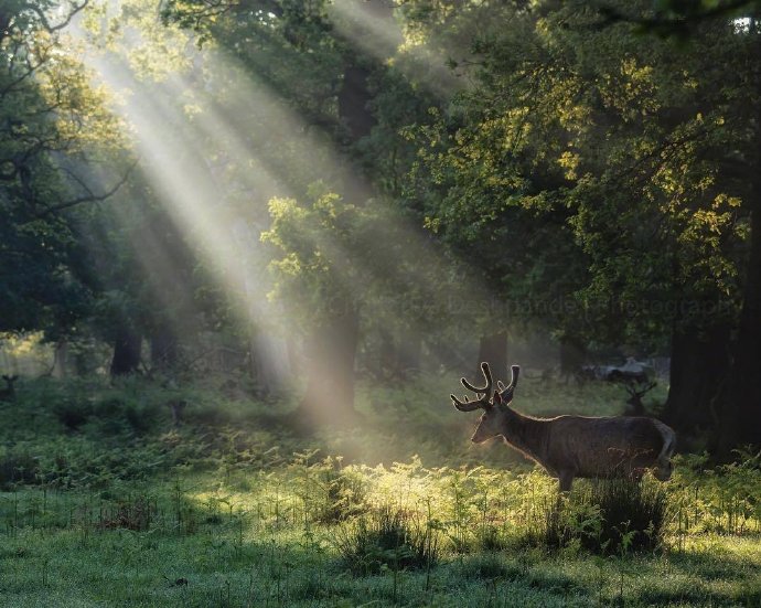 一组森林里唯美的小鹿图片