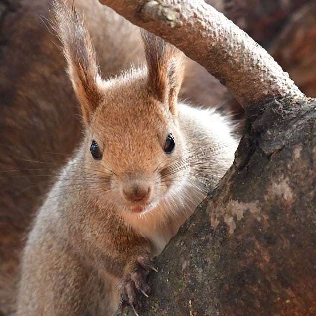 在树枝上眼神极其可爱的小松鼠