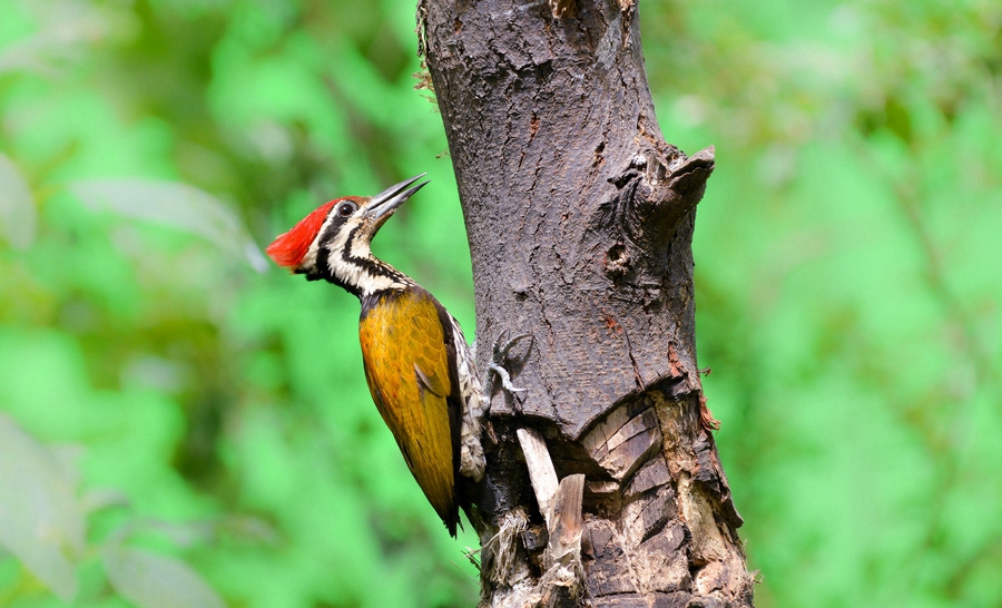 金背三趾啄木鸟鸣声摄影生态图片