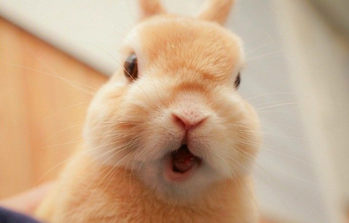 超萌超可爱的棕色小兔兔