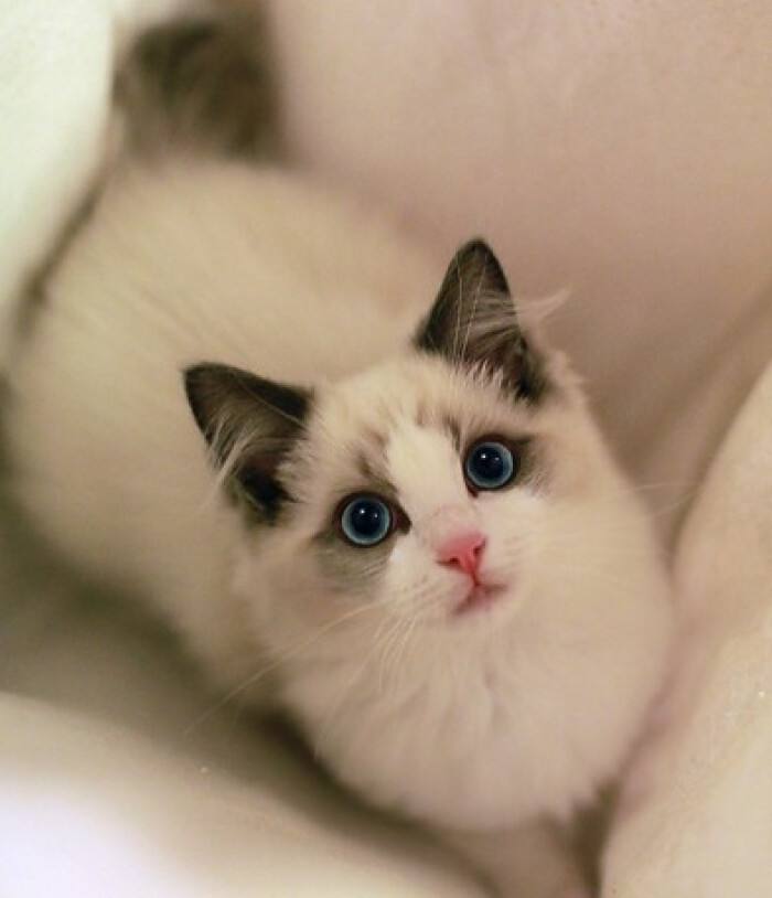 温顺可爱的布偶猫图片