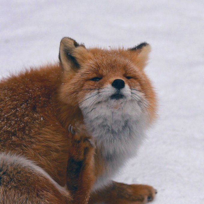 一组北狐牧场的狐狸图片