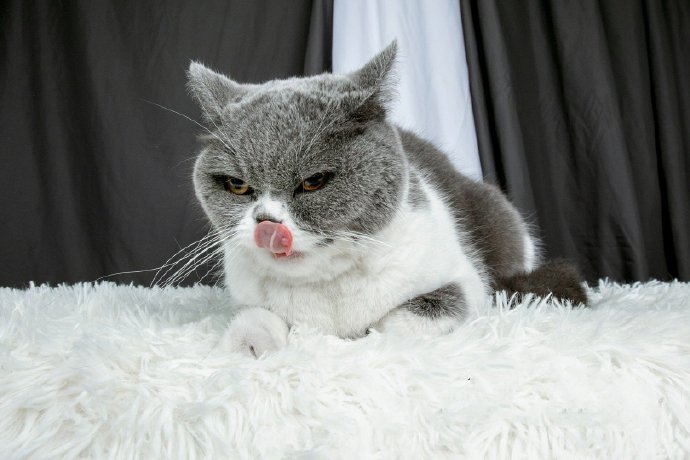 一只神情忧伤的猫咪图片