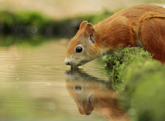 在水边照镜子的小松鼠图片