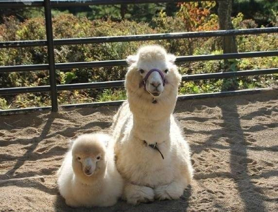 羊驼和妈妈的可爱图片