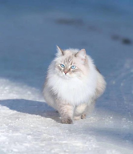 风雪中的西伯利亚猫