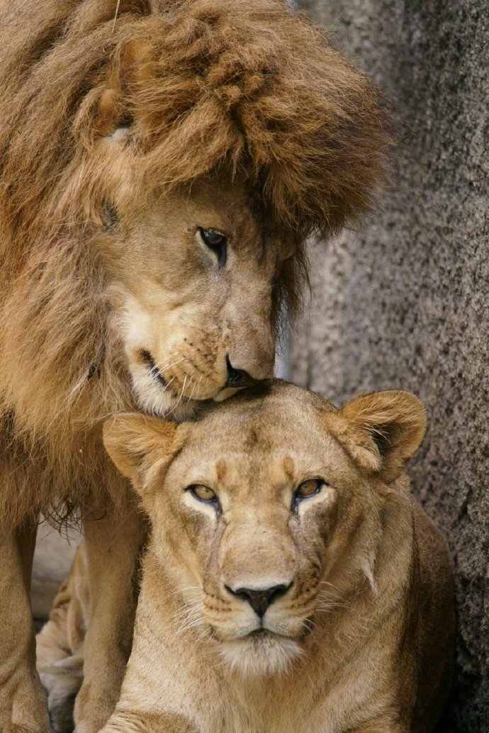 一组超腻歪的的两只狮子