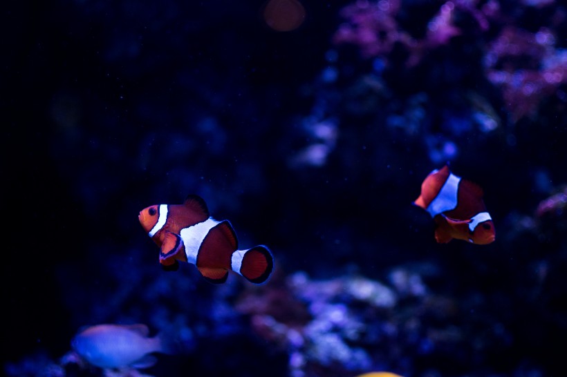 海底世界颜色鲜艳的小丑鱼图片