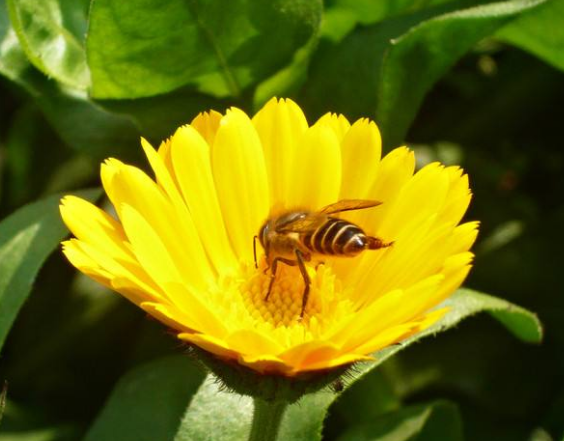 一组勤劳的蜜蜂采蜜图片欣赏