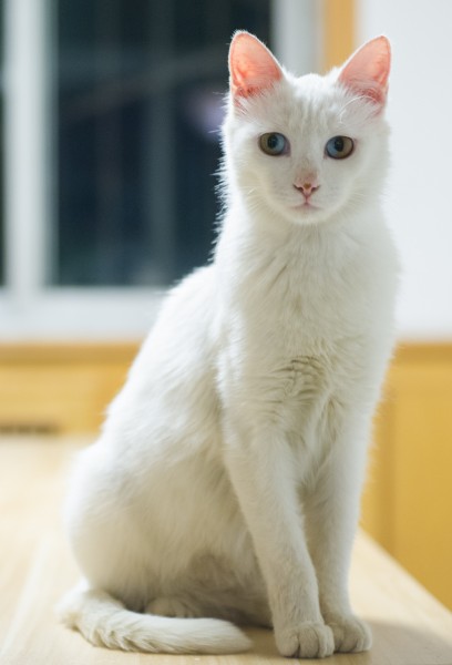 纯白的猫咪图片