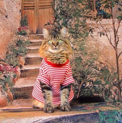 穿衣服的猫猫图片