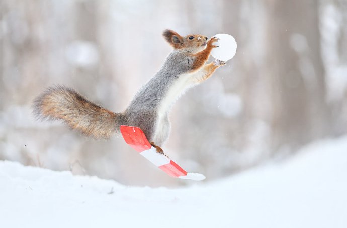 一组冬天里做运动的小松鼠