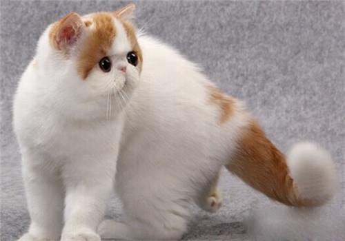 一组可爱的加菲猫图片