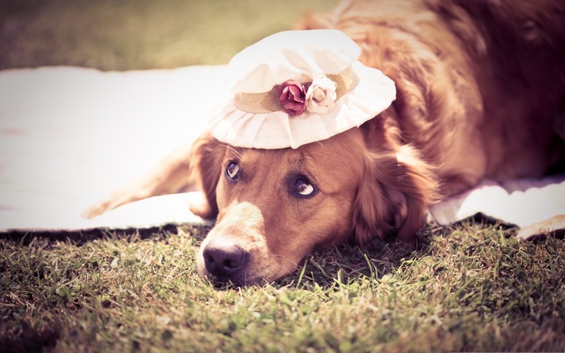 戴帽子的可爱狗狗图片