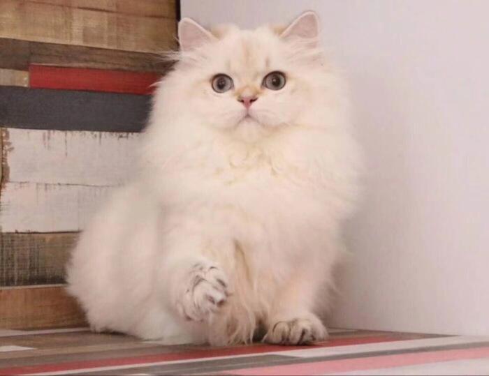白色加菲猫图片