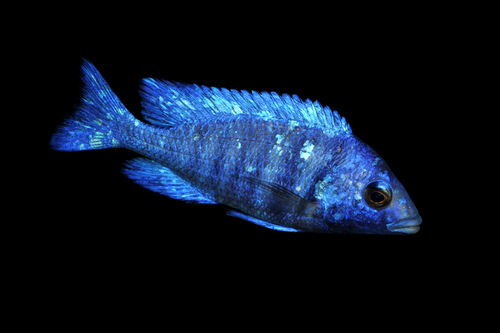 非常美丽的蓝宝石热带鱼图片